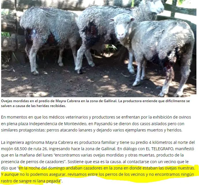 ASHcomUY's tweet photo. Flexibilización de la caza deportiva: UNA VERGUENZA.

Considerar deporte el matar animales ya es en si mismo responde a una visión bastante retorcida, promover esta actividad es un ERROR ENORME!!

Flexibilizando la practica de esta actividad no se hace otra cosa que promoverla,.. https://t.co/Imb7yJhfoX