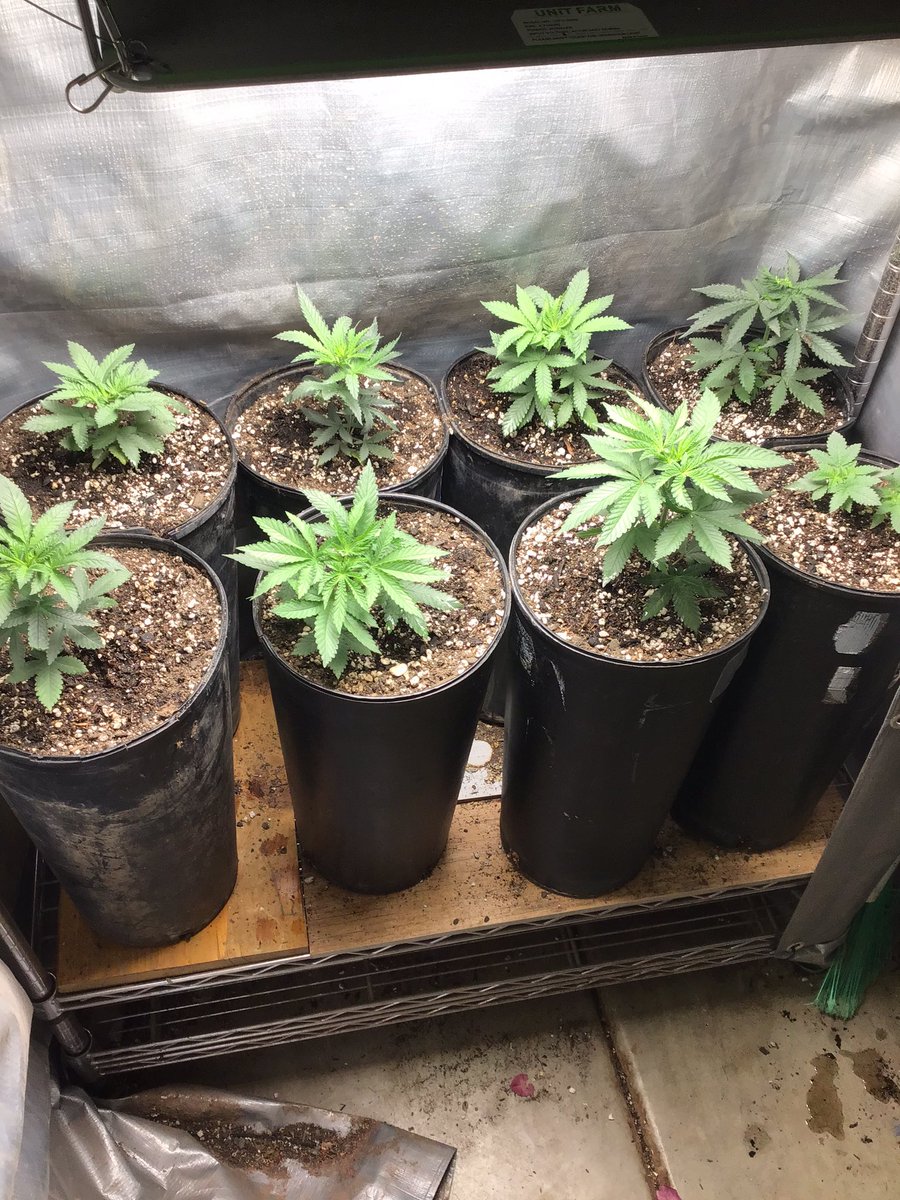 bobmarshinaz's tweet photo. Moving out/ Moving in… placing 45 day old plants outside and moved in some seedlings under #UFS3000LED grow light provided by @UNITFARM_led #irvinearmy https://t.co/3HiLPn0mxm