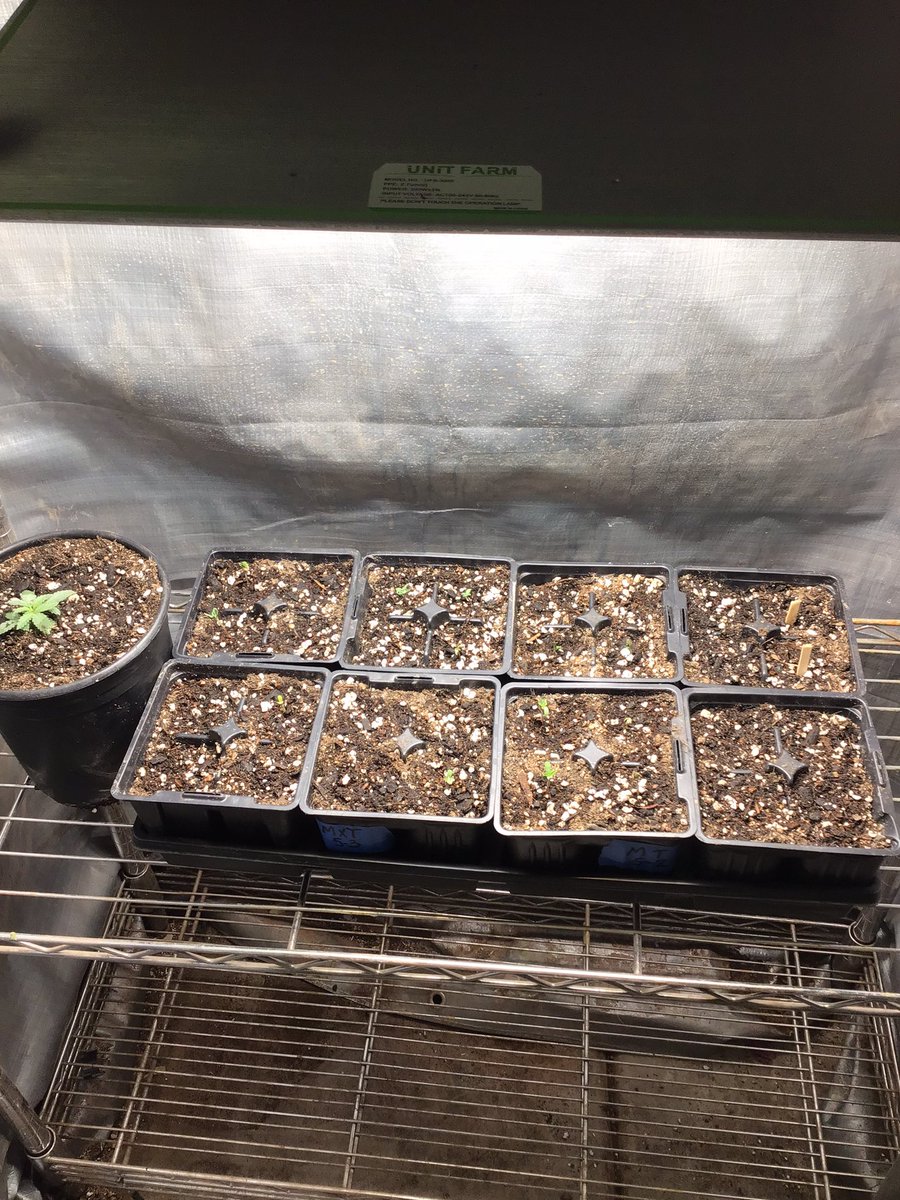 bobmarshinaz's tweet photo. Moving out/ Moving in… placing 45 day old plants outside and moved in some seedlings under #UFS3000LED grow light provided by @UNITFARM_led #irvinearmy https://t.co/3HiLPn0mxm