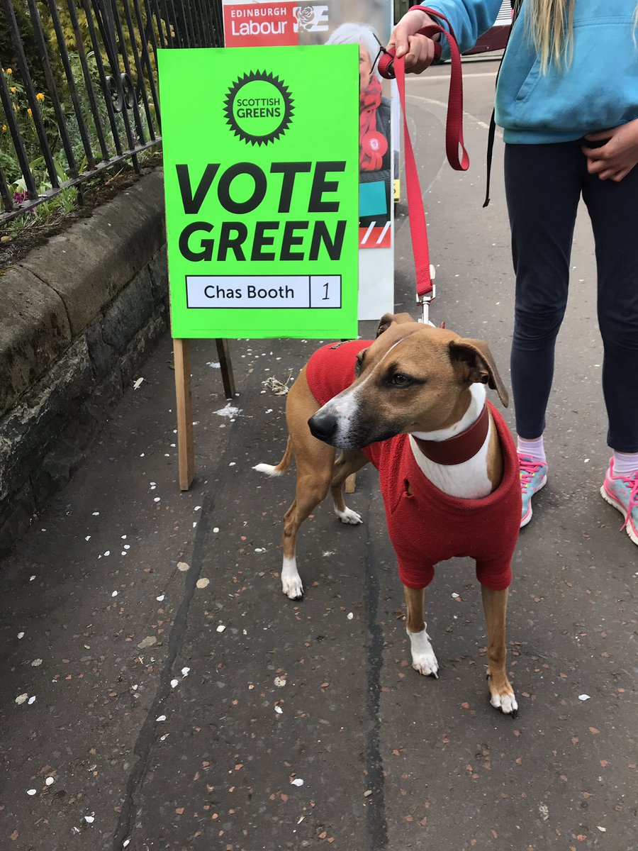 CllrChasBooth's tweet photo. This is Innes, who, according to his hooman "would definitely #votegreen1 if he could."

#dogsatpollingstations https://t.co/2v57GpMHKV