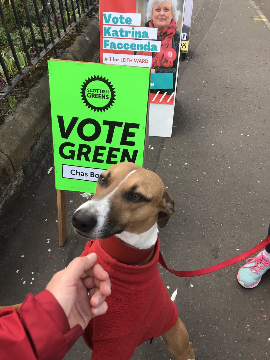 CllrChasBooth's tweet photo. This is Innes, who, according to his hooman "would definitely #votegreen1 if he could."

#dogsatpollingstations https://t.co/2v57GpMHKV