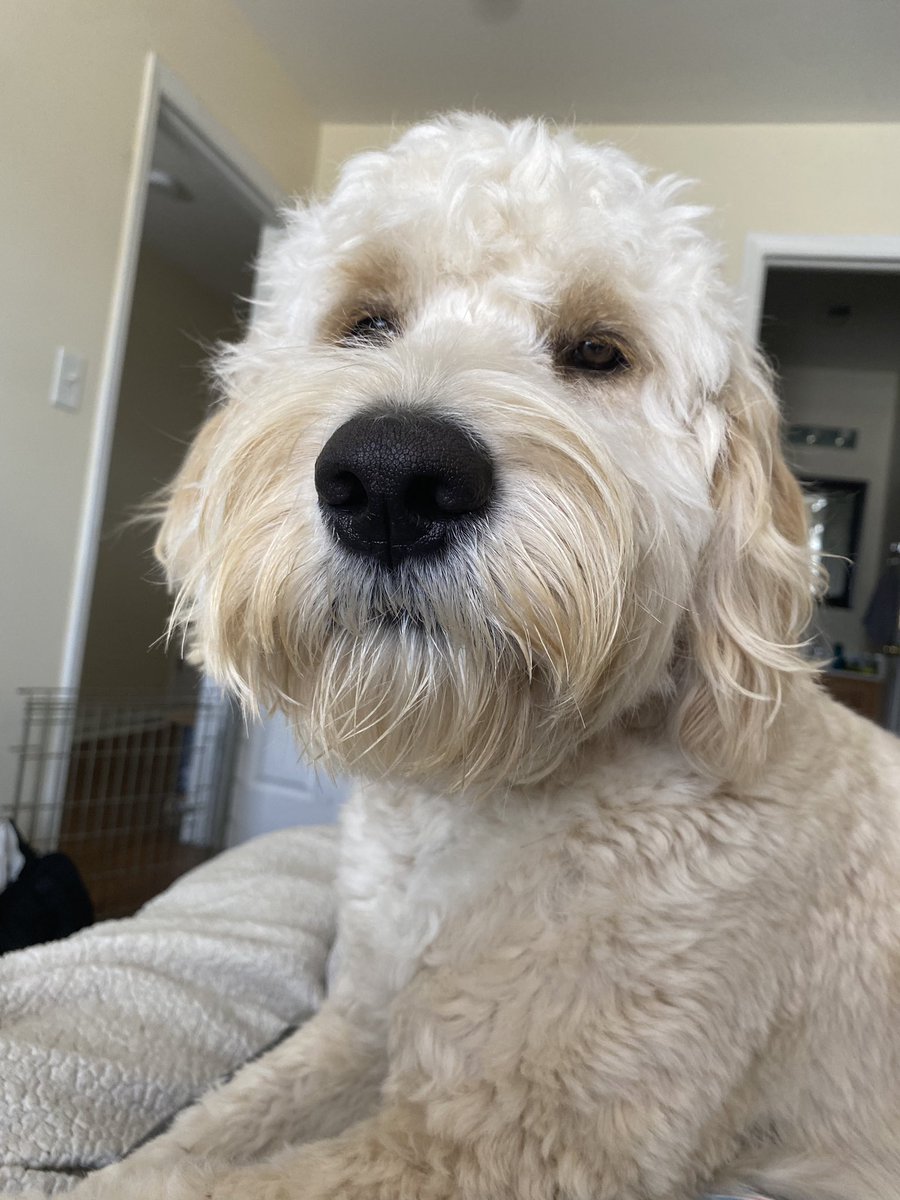 Ash_Johnson0118's tweet photo. I asked @gj3play what I was getting for Mother’s Day and he said nothing because I’m not a mom... does anybody want to remind him of this sweet face that I take care of EVERY DAY https://t.co/nLpJIvHNbX