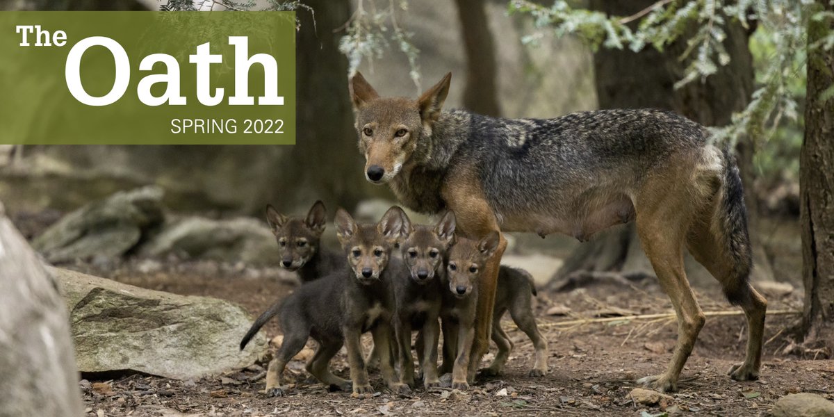 NCStateVetMed's tweet photo. THE OATH IS OUT! Our role in repopulating the red wolf. Ready Set Vet at Marbles Kids Museum. The Teaching Animal Unit just steps outside the college's doors. And, of course, the Class of 2022. Read the full Spring 2022 edition now: https://t.co/lZj87QrlBx https://t.co/EiisGzWGU7
