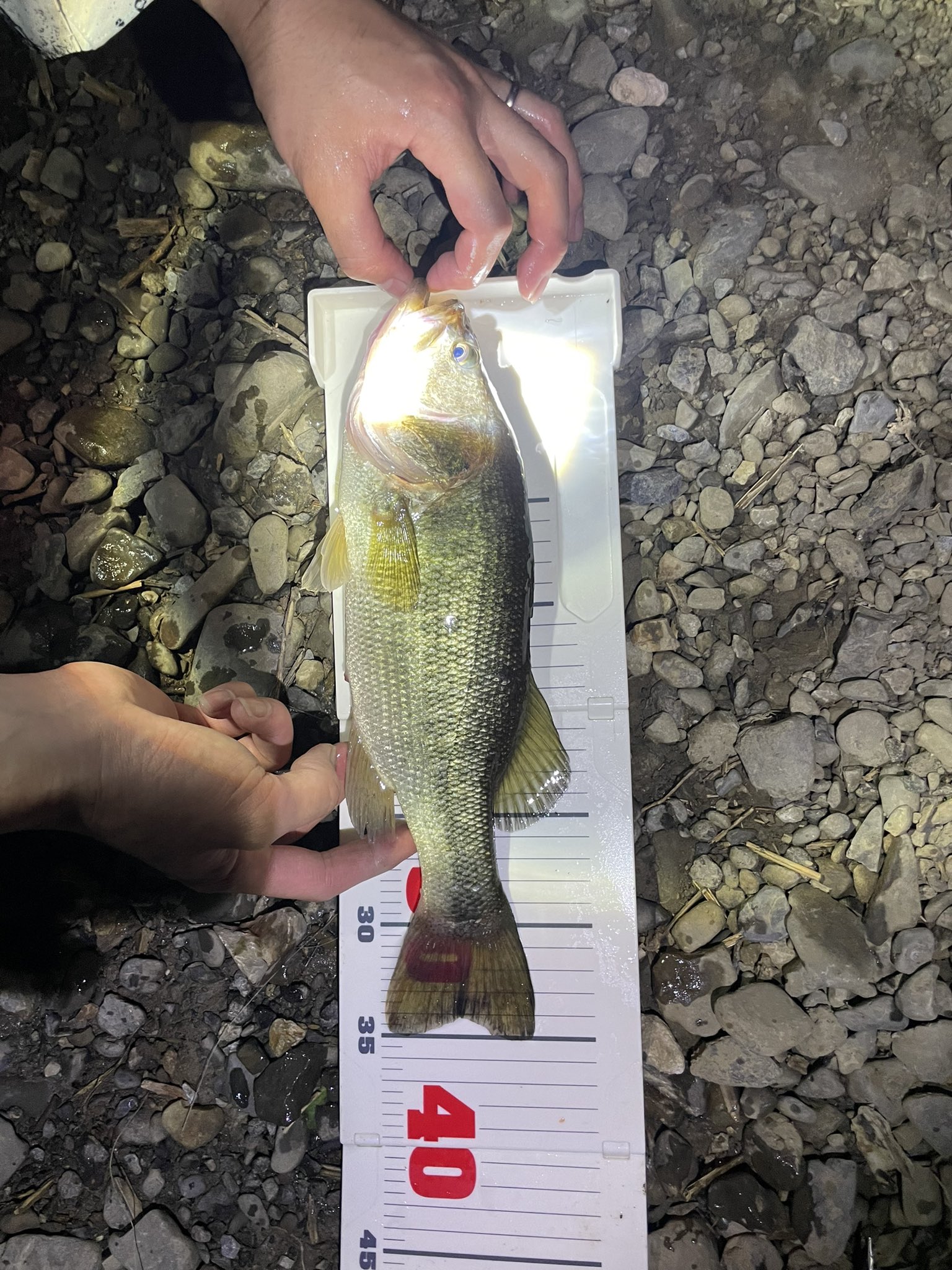 浦安マリーナ Urayasumarina Twitter