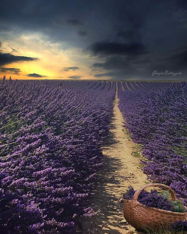 Sari_Friends1's tweet photo. ❁❁❁ MAGICAL EVENING 💜
#naturelovers #nature #NatureBeauty https://t.co/8MagfpGoit