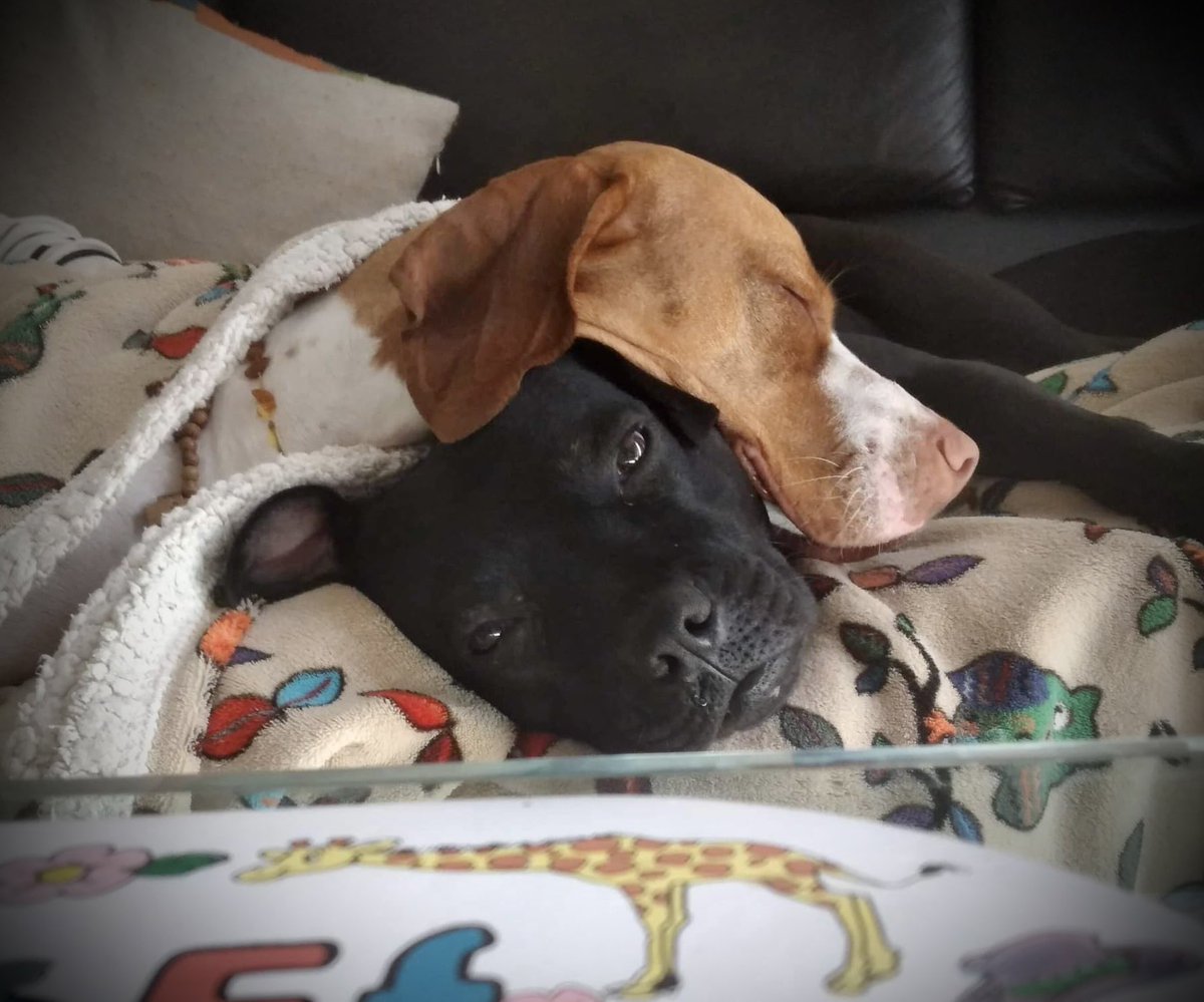 3DMakerNoob's tweet photo. Today Bella lost her best friend. She laid beside her til her very last breath and wouldnโt move. They were inseparable, and it absolutely breaks my heart ๐ Bella seems lost at the moment, so sheโs about to experience a whole new world of cuddles and love. #BestHumansEver https://t.co/rIIXNnpJ9x