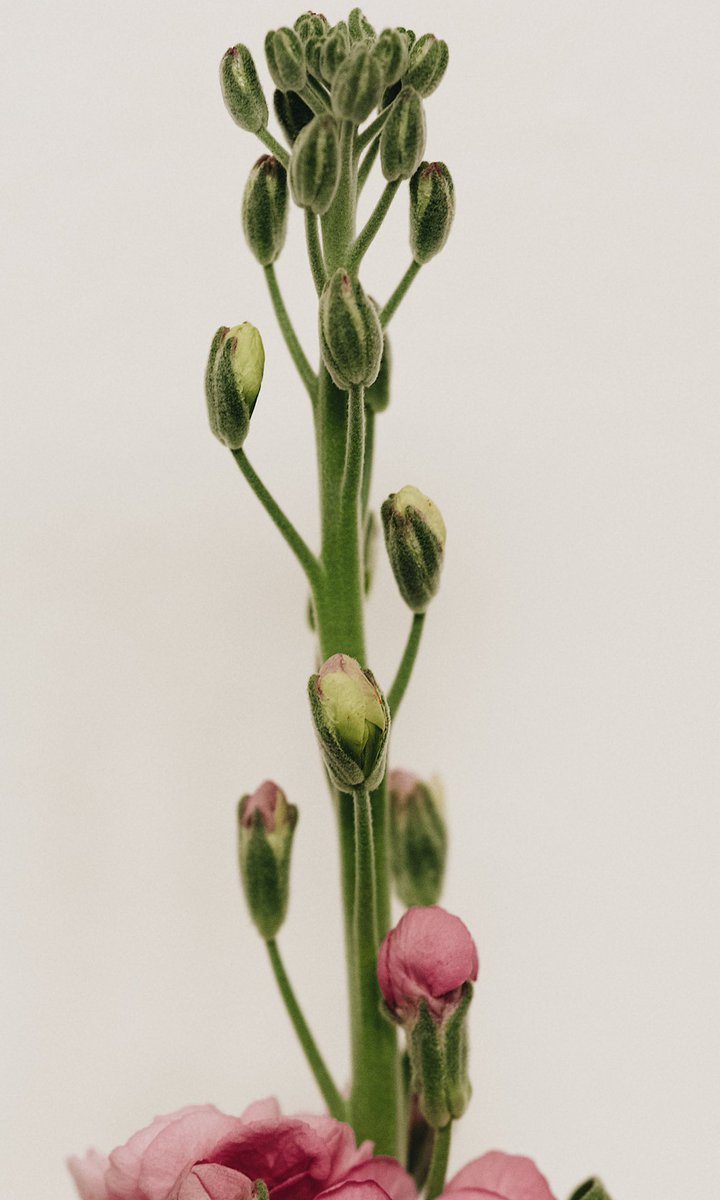 0xSunsee's tweet photo. Matthiola incana https://t.co/Pk6EewZOfS