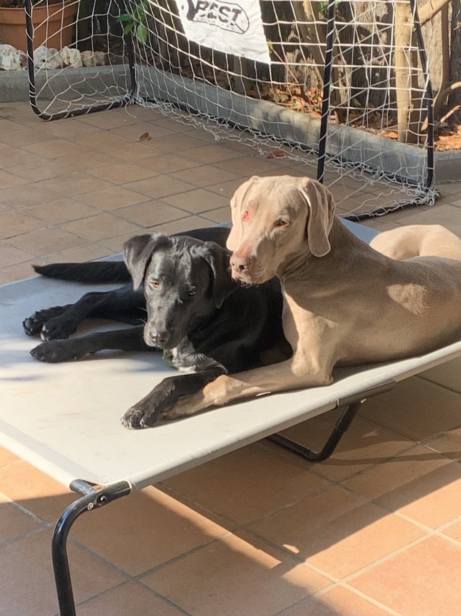 Dagonneo's tweet photo. @versiorac1 @TxabiFranquesa @JT_Regina En Baloo y la Bagheera, es evident qui va escollir els noms, eh??🤣🤣 https://t.co/RfNh5A1hQ7