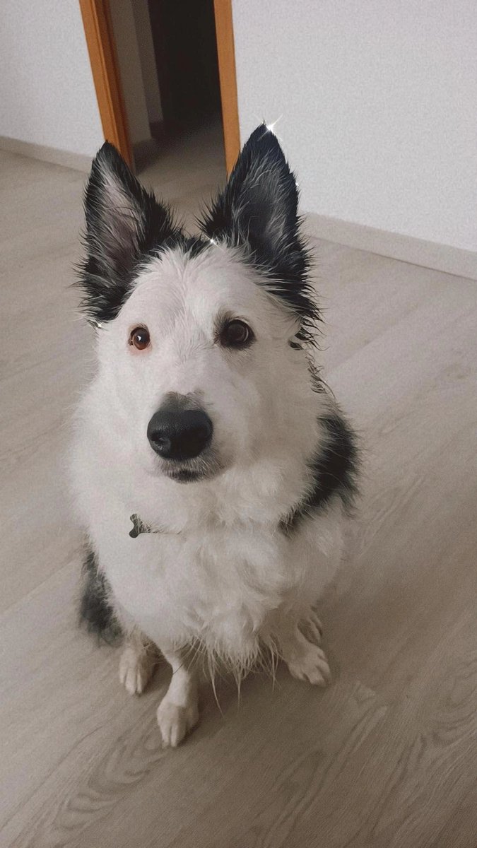 Fatimuxiii's tweet photo. @versiorac1 @TxabiFranquesa @JT_Regina Me encantan los perros aquí os pasó foto del mío, se llama LUKA!!!!! Porque en su momento no sabíamos si sería macho o hembra y así el nombre servía para los 2 😋 https://t.co/ZqcP7bvz7v