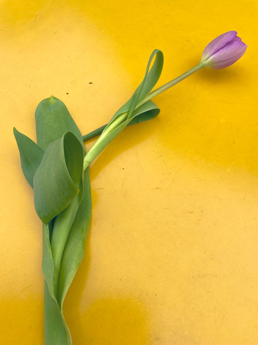 Syd_Rubin's tweet photo. I went back to that place today and just received a flower from a stranger. 

They have a bunch of these flowers and are giving them away. 🌷 https://t.co/bhBU9qW3pN