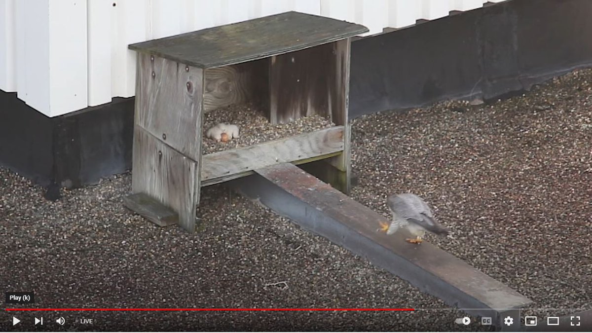 3 chicks and 1 egg in nest box. Adult falcon walking up to nest box.