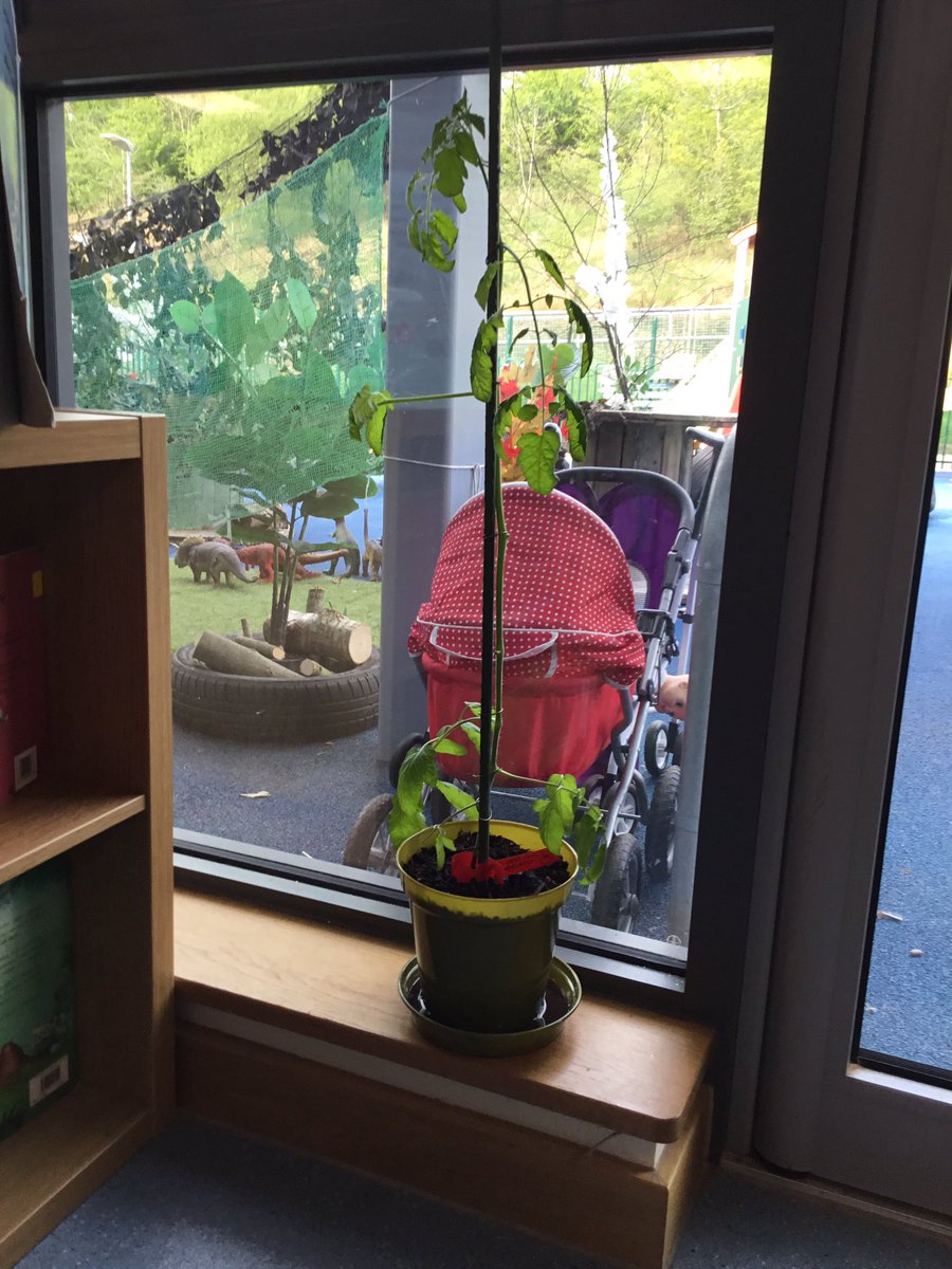 IDSIdrisbach's tweet image. Thank you very much for your kind donation of a tomato plant @Kate_Rees! We cannot wait to care for it and watch it grow. 🍅🌿