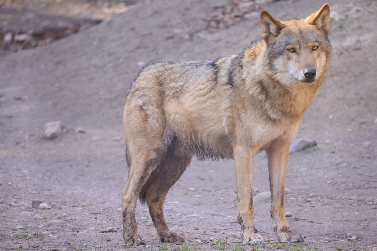 RKKwiatek's tweet photo. Gdansk ,Poland #wilk #poland #drapiezne #wildanimals #zwierzeta #wolf https://t.co/47xQzrtPOD