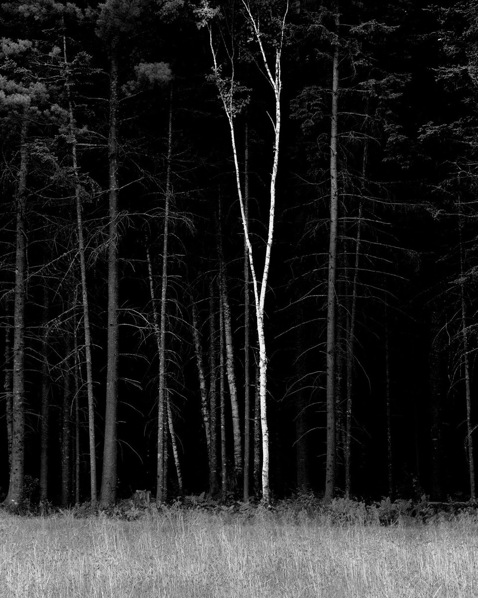 ShoreStudios's tweet photo. @firsthandtweets Gm Tyler! I've always appreciated storytelling. I shoot exclusively w/ a large-format camera &amp; reveal my subject slowly, inviting the viewer to investigate further. Some stories, though, are harder to tell. Our wilderness is vanishing. @foundation genesis. https://t.co/QaIq0XVR5s https://t.co/GECwjsvULc