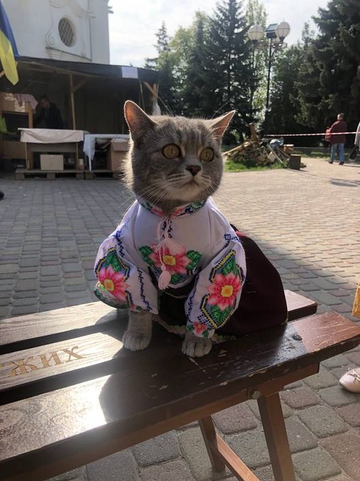 ShowYourCat's tweet photo. https://t.co/c7tvGGGMOJ