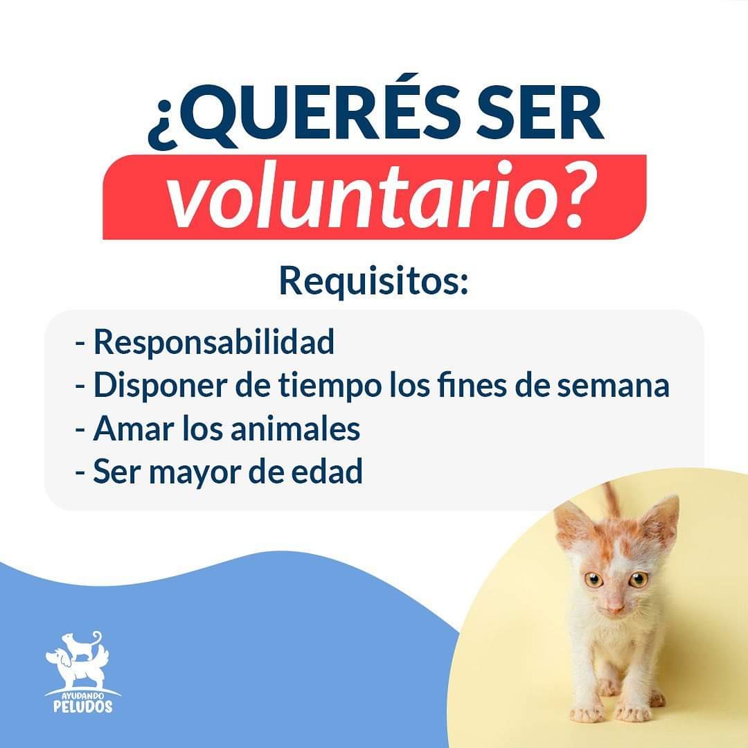 DidiFretez's tweet photo. Necesitamos voluntarios para la actividad de este domingo. ¿Te sumas? Contacto al WhatsApp 0986960675 https://t.co/1xV4HwfWPn