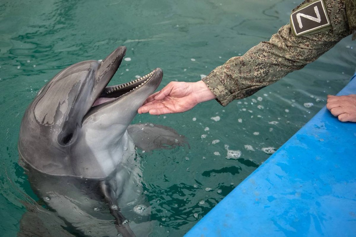 RWApodcast's tweet photo. National Guard after delivering a shipment of food to the dolphins at the aquarium in Skadovsk, Kherson oblast https://t.co/dCnGBsnapj