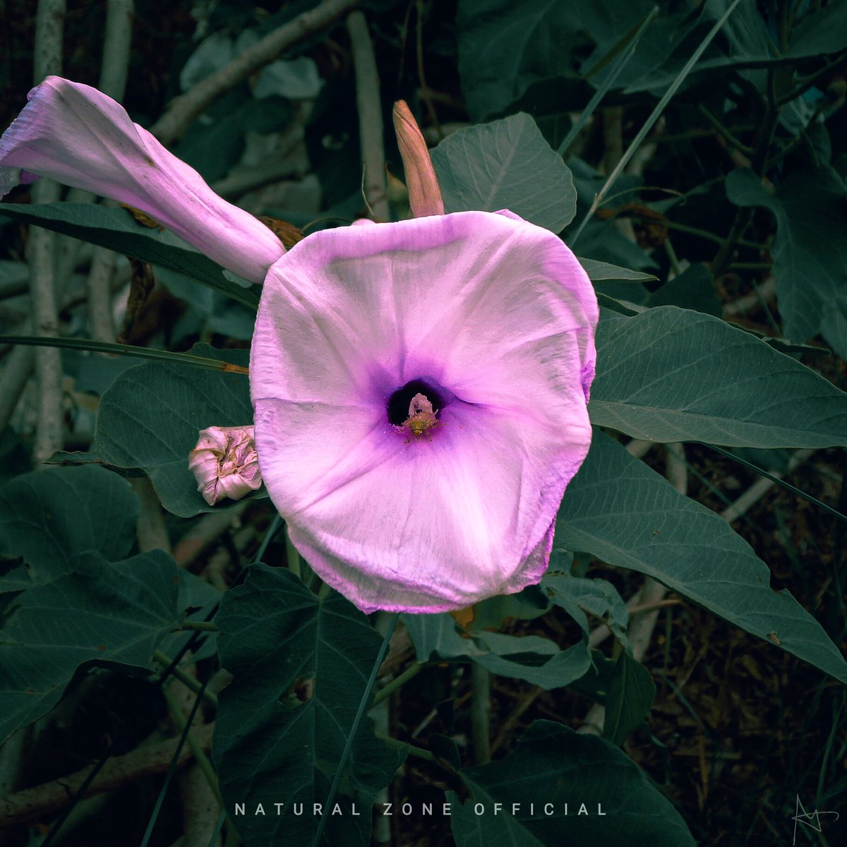 “Flowers whisper Beauty! to the world even as they fades and falls.”🍂

#nature #naturephotography #naturelovers #flowers #landscape #naturebeauty #photographylovers #lighting #naturalshot #lightroom #noz #naturalzoneofficial #flowers #flowerstagram #flowerphotography #macro