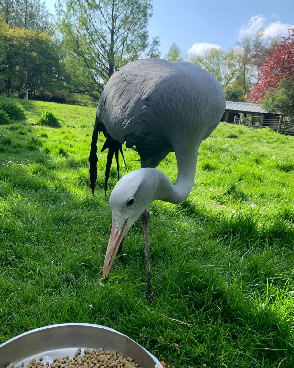 ☀ Stanley Crane in the sunshine! ☀ 📷 Sam, Aviculture Keeper