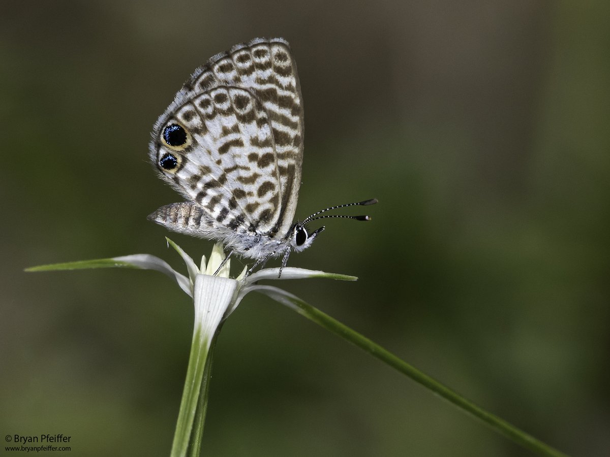 BryanPfeiffer's tweet photo. Catching up with a few tiny #butterflies from my late-winter #Florida expedition. Even the common stuff was lovely: #Leptotes cassius (Cassius Blue), Calephelis virginiensis (Little Metalmark) and Eastern Pygmy-Blue (Brephidium pseudofea). #lepidoptera @AndyBugGuy https://t.co/BxMt7C67sv