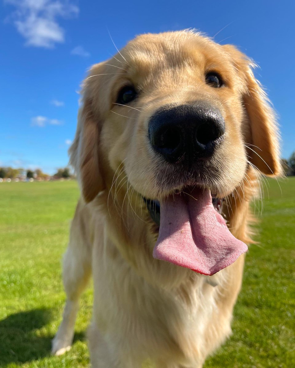 _dog__lovers_'s tweet photo. Just trying to convince Mum that it’s actually Friday and that we can stay at the park playing fetch again!
#dogs #DogsAtPollingStations https://t.co/o6NK4vmDEE