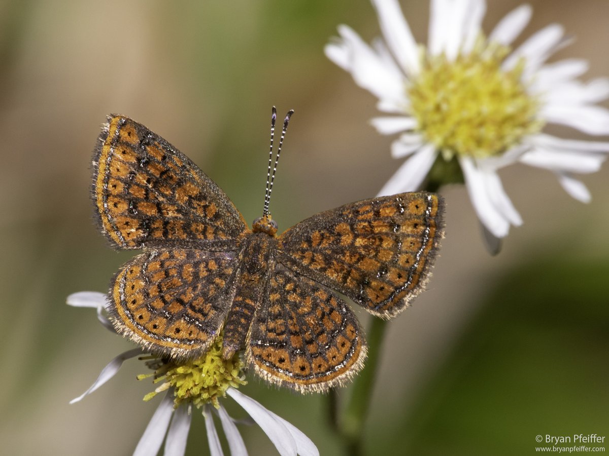 BryanPfeiffer's tweet photo. Catching up with a few tiny #butterflies from my late-winter #Florida expedition. Even the common stuff was lovely: #Leptotes cassius (Cassius Blue), Calephelis virginiensis (Little Metalmark) and Eastern Pygmy-Blue (Brephidium pseudofea). #lepidoptera @AndyBugGuy https://t.co/BxMt7C67sv