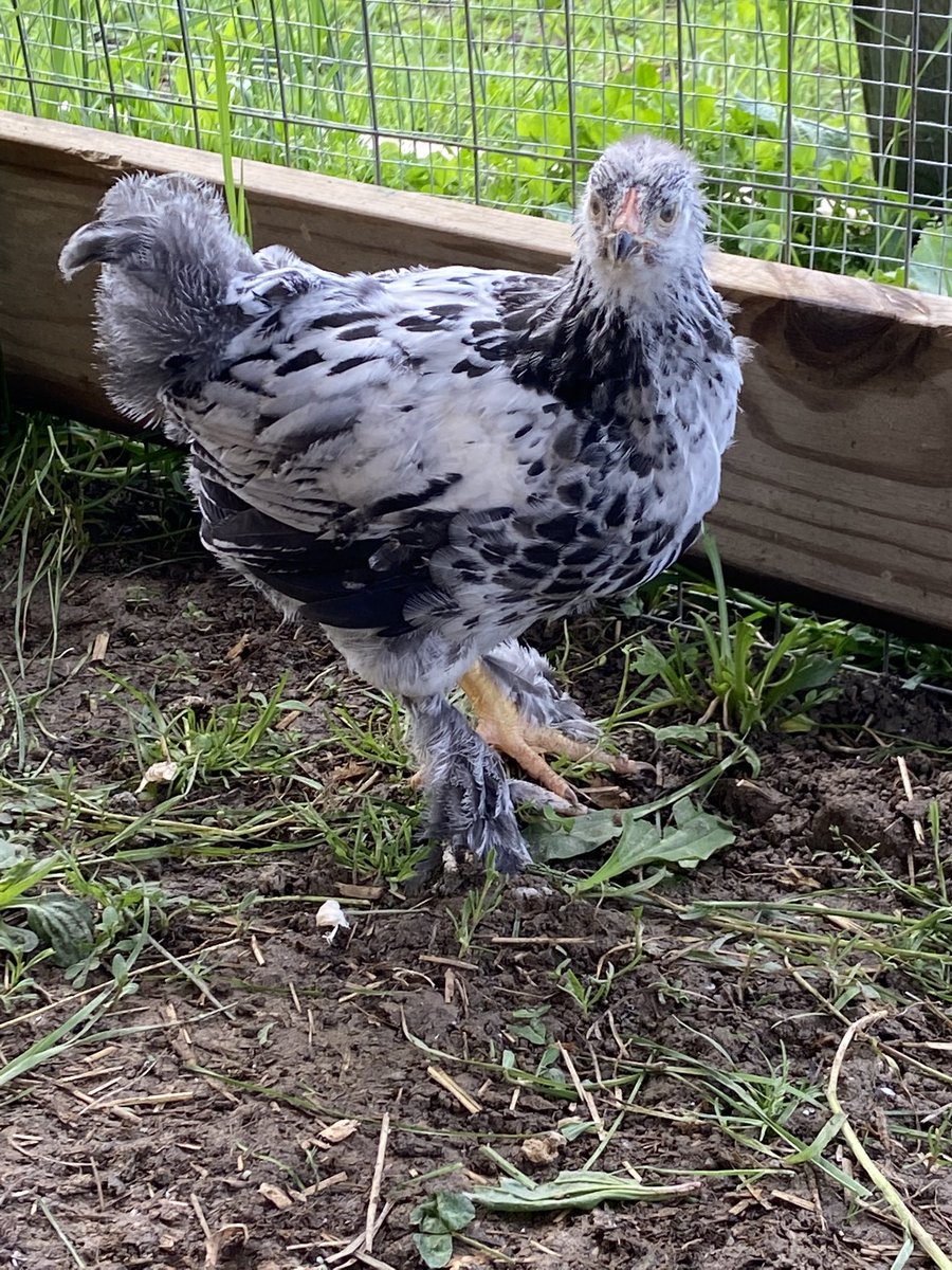 Soulfire73's tweet photo. My hatchery “mystery” Chicken.  Beautiful bird! https://t.co/LRP7k9JuBw