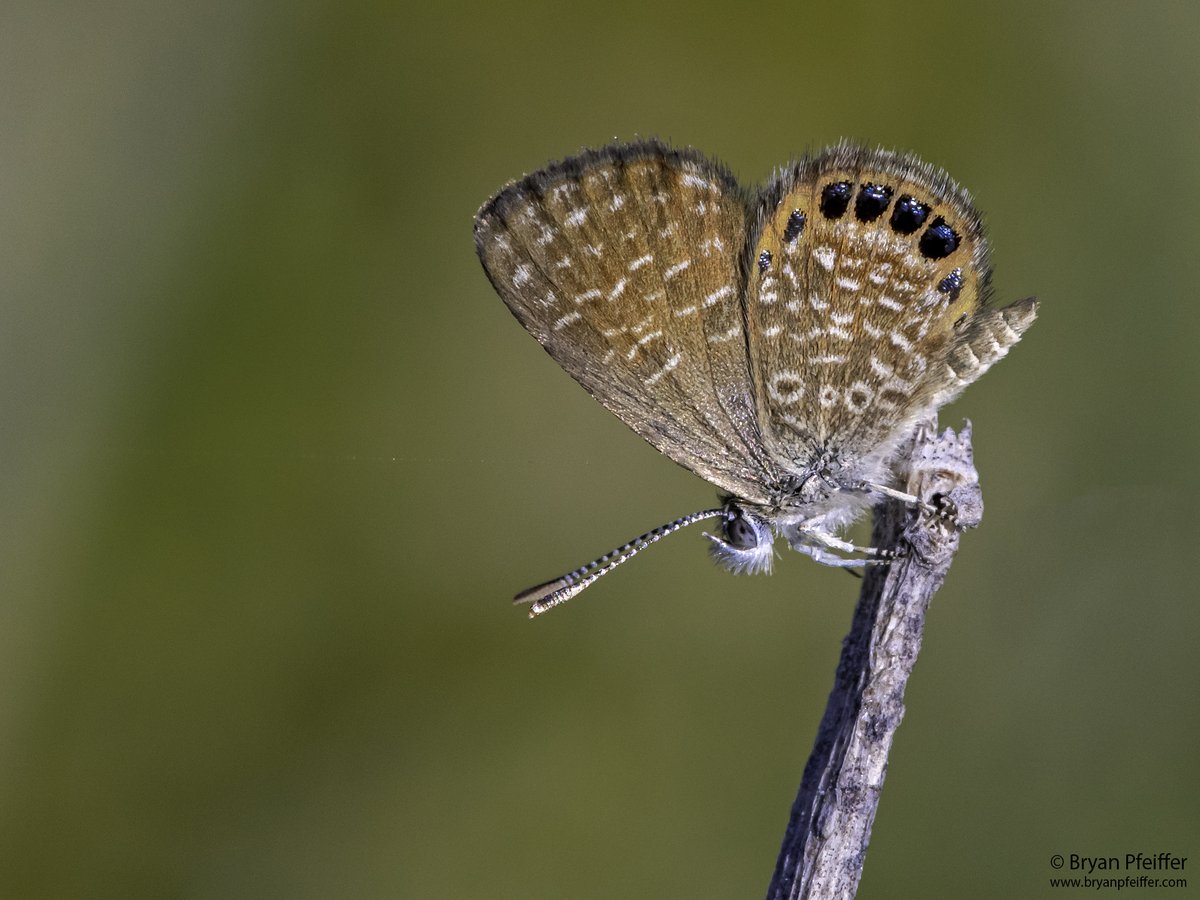 BryanPfeiffer's tweet photo. Catching up with a few tiny #butterflies from my late-winter #Florida expedition. Even the common stuff was lovely: #Leptotes cassius (Cassius Blue), Calephelis virginiensis (Little Metalmark) and Eastern Pygmy-Blue (Brephidium pseudofea). #lepidoptera @AndyBugGuy https://t.co/BxMt7C67sv