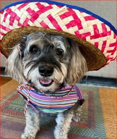 InsuranceSpire's tweet photo. No time for siesta, it's time to fiesta! Happy Cinco de Mayo from Lucy and the rest of #TeamSpire! #celebrate #cincodemayo https://t.co/08IVOMmg3o