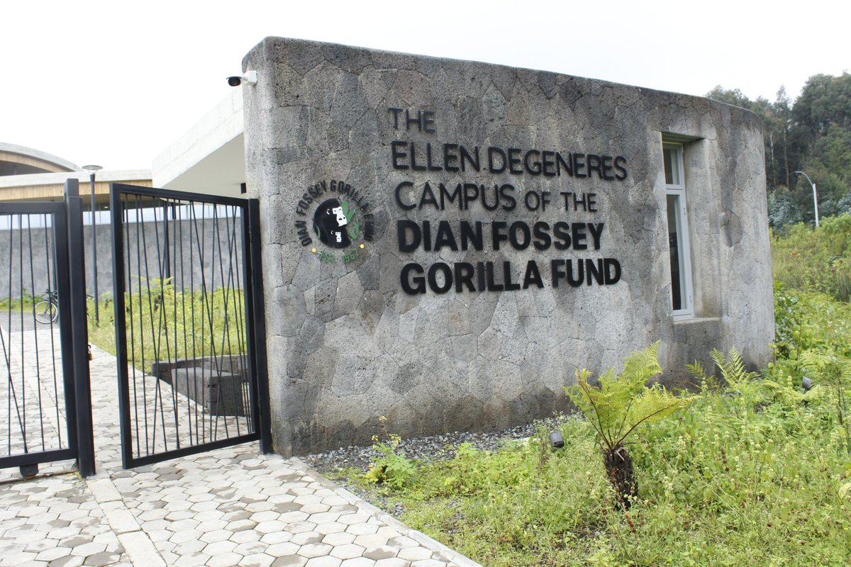 chturambe's tweet photo. Have you ever been at this beautiful, amazing and inspiring place? CHT Team has been there today! Please go if you haven's gone!! Thank you @TheEllenFund @SavingGorillas for the opportunity you are offering the Rwandan community and the World to learn about mountain gorillas. https://t.co/A31o8pkN7l
