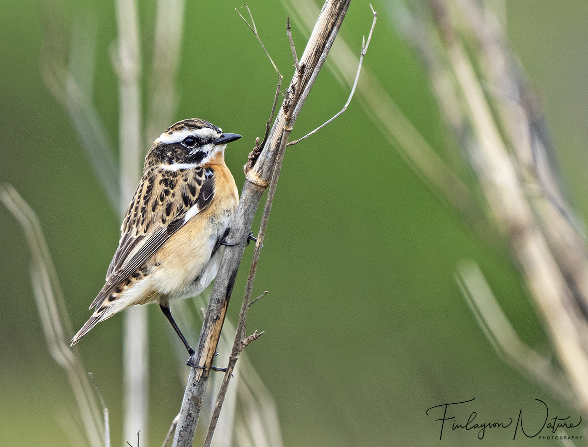 CliveFinlayson's tweet photo. Interested in Palaearctic-African bird migration? Expect an announcement soon of a wonderful #CalpeConference in #Gibraltar this September! @GibraltarMuseum @FinlaysonGib @GibGerry @cortes_john @ThinkingGreenGI https://t.co/d010y6pgAF