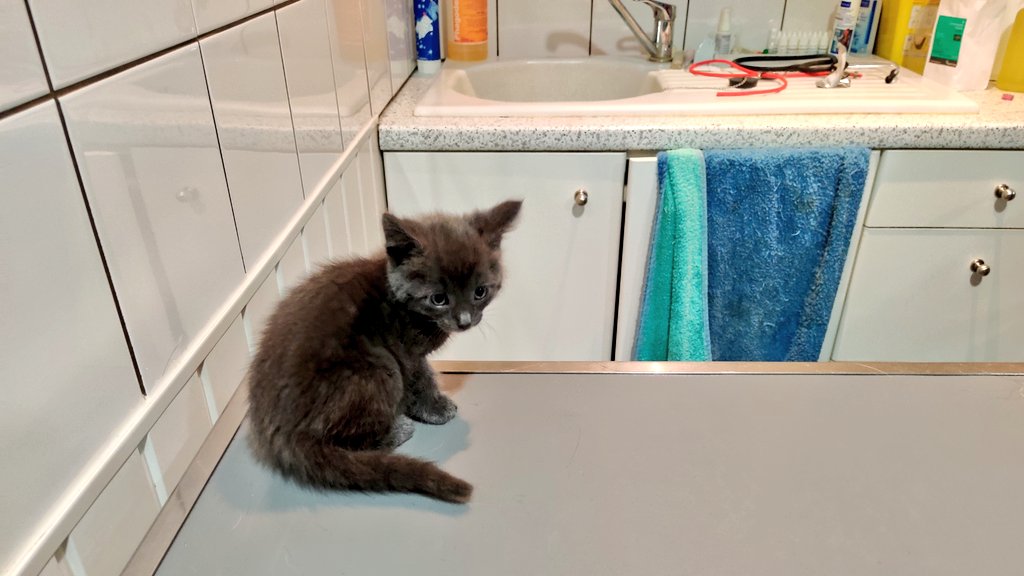 RenaudBoyaval's tweet photo. Visite vétérinaire de mon petit #Chucky qui est en pleine forme 🤗 vermifuge + traitement anti puce pour le reste tour vas nickel 😊
Par contre l'estimation de son âge à peine de 2 mois grand maximum ... #Chat #Chaton #BebeChat https://t.co/HKc6zKnFB0