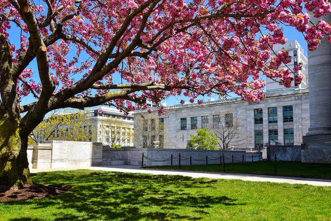 A blooming pink tree on the Harvard Medical School Quad