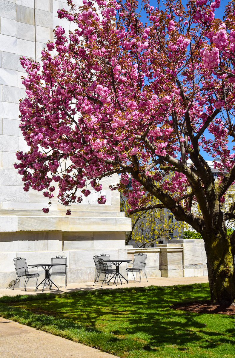 A blooming pink tree in front of tables and chairs on the Quad
