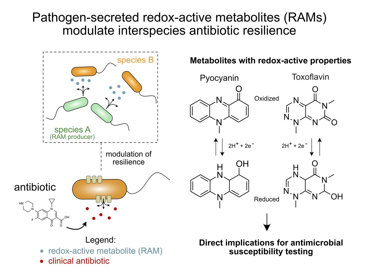 la_meirelles's tweet photo. 🚨🔥The final paper of my PhD thesis @caltech is now available in @MolMicroEditors @wileymicrobio! 
 
How can one pathogen modulate the susceptibility of other pathogens to antibiotic treatment? One way is by secreting redox-active metabolites!

#AMR

https://t.co/XI4fSLj0JE

1/6 https://t.co/Psn3tL219j
