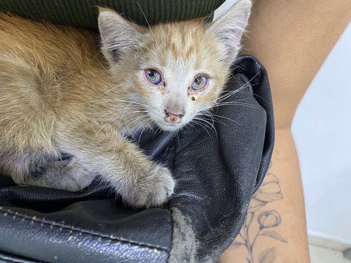 FlorenciaaaQ's tweet photo. Rescaté un gatito que estaba dentro del cofre de mi coche y mientras lo llevaba corriendo al vet me robaron todas mis pertenencias (laptop, cartera, mis herramientas de trabajo). Estoy cubriendo sus gastos del vet pero no puedo cubrir su estadía en @El_gatitoGordo,ayuda por favor https://t.co/88uxOmdPk2