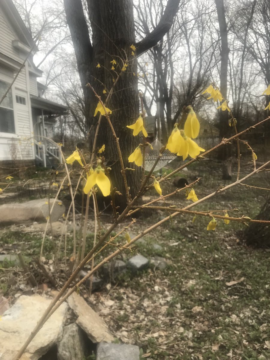 PhyllisKahn's tweet photo. Forsythia is the official plant of Brooklyn where I grew up. https://t.co/K8R5PuIpB6