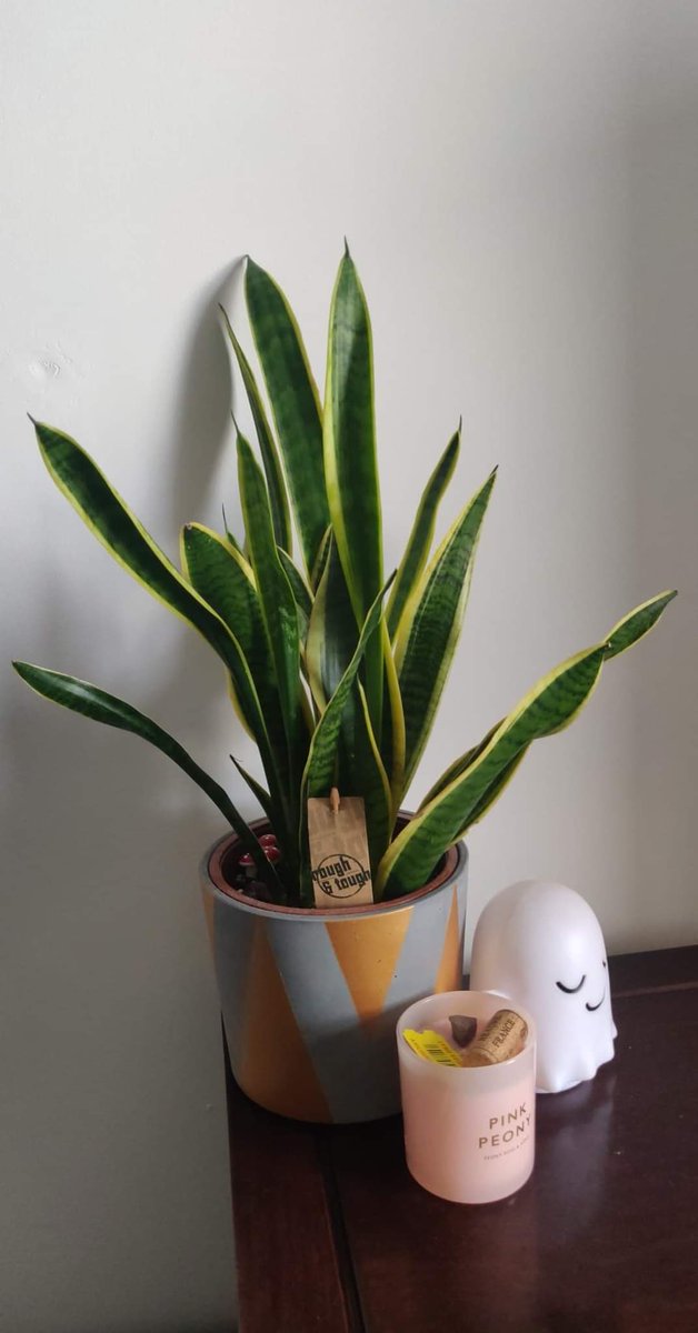 IntellectualCha's tweet photo. Snake plant is enjoying the spring! 

#houseplants #HouseplantHour #houseplant https://t.co/z13Y7jLORN