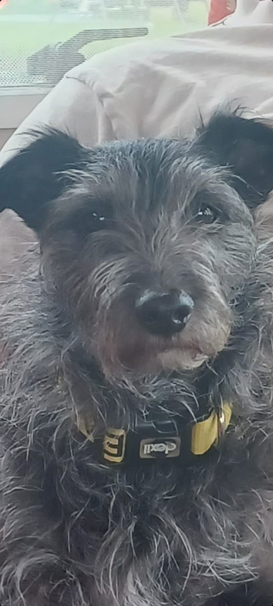 PatterjackThe's tweet photo. Hi fur pals. I've not been on twitter for a while Dad's been busy. I'm off on a short break with the aged Ps. 
Have a great weekend, love you lots Bud x https://t.co/umsD0ar3EO
