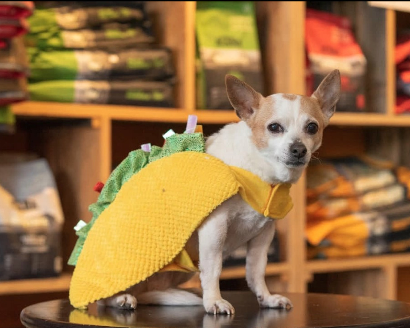 Bark + Boarding (barkandboarding) / Twitter