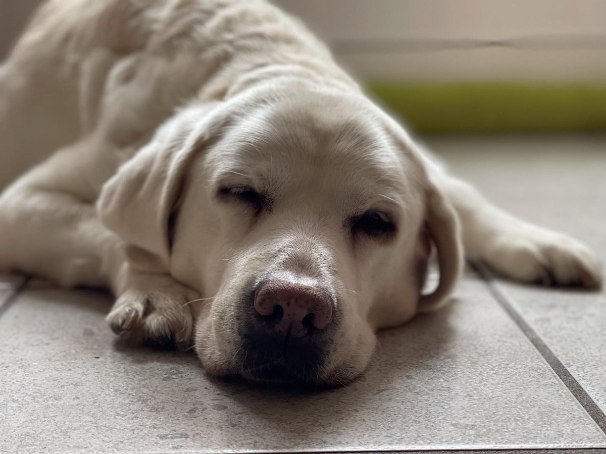 LabradorsBuddy's tweet photo. RT

Hi it’s me ❤️‍🩹🐾 Thank you for your generous financial support! 👉🏻 Help for Astoria ~ IG Family ~ we help each other!

#labradorblack
#labradorclub
#labradorinnoutaja
#labrador_
#labrador_lovers_club
#labradorablelove
#labradorsbuddy https://t.co/w8Wz1ztOJ0