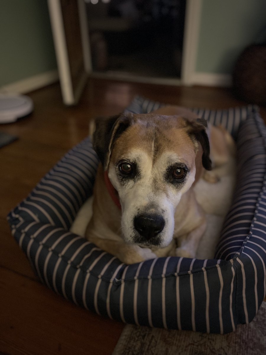 Kcannonballers's tweet photo. This beautiful girl was found near Union Street in Concord by a KCB staff member last night, she had no collar and does not have a microchip.

We need your help to find this sweet girls home! https://t.co/LSGOsxvAvf