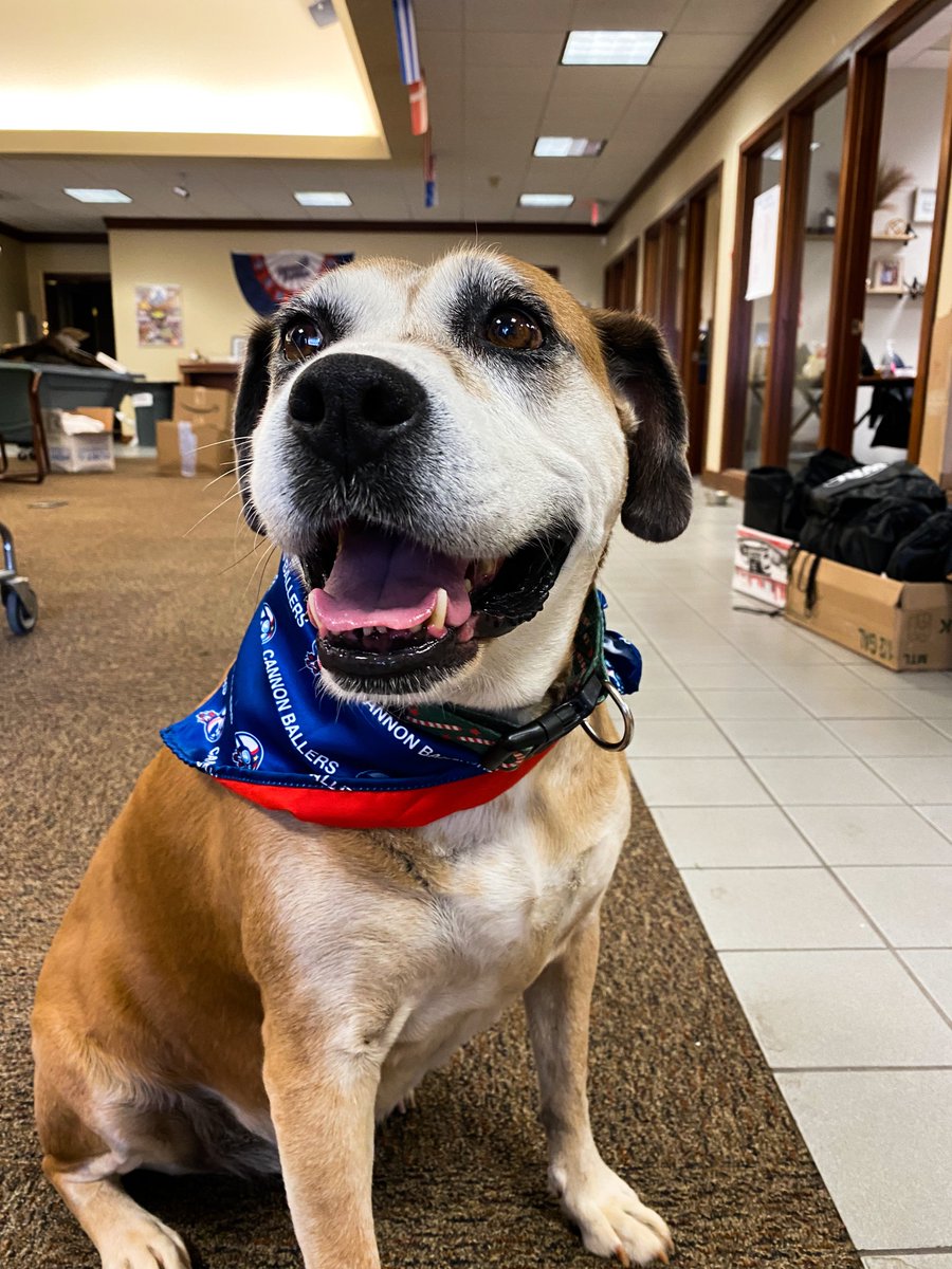 Kcannonballers's tweet photo. This beautiful girl was found near Union Street in Concord by a KCB staff member last night, she had no collar and does not have a microchip.

We need your help to find this sweet girls home! https://t.co/LSGOsxvAvf