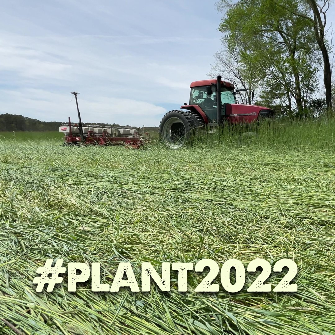Last week we got to see Guy Phillips, <a href="/NACDconserve/">National Association of Conservation Districts</a> Soil Health Champion, planting green. It was amazing to see his new roller-crimper in action. #plant2022 #plantinggreen #soilhealth #covercrop <a href="/FarmersGov/">Farmers.gov</a> <a href="/NRCS_DE/">NRCS-Delaware</a> #wedighealthysoil #everyacrecounts