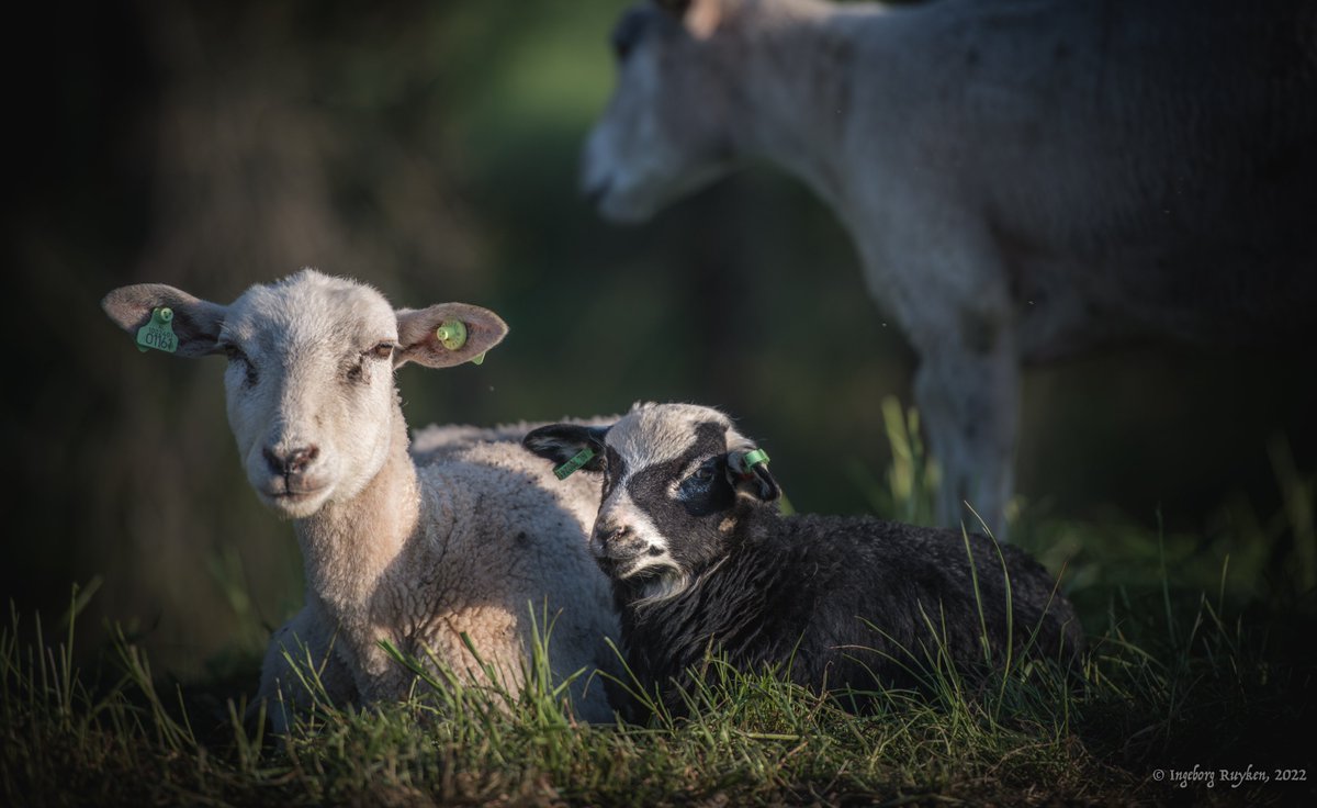 Ingeborg Ruyken tweet media