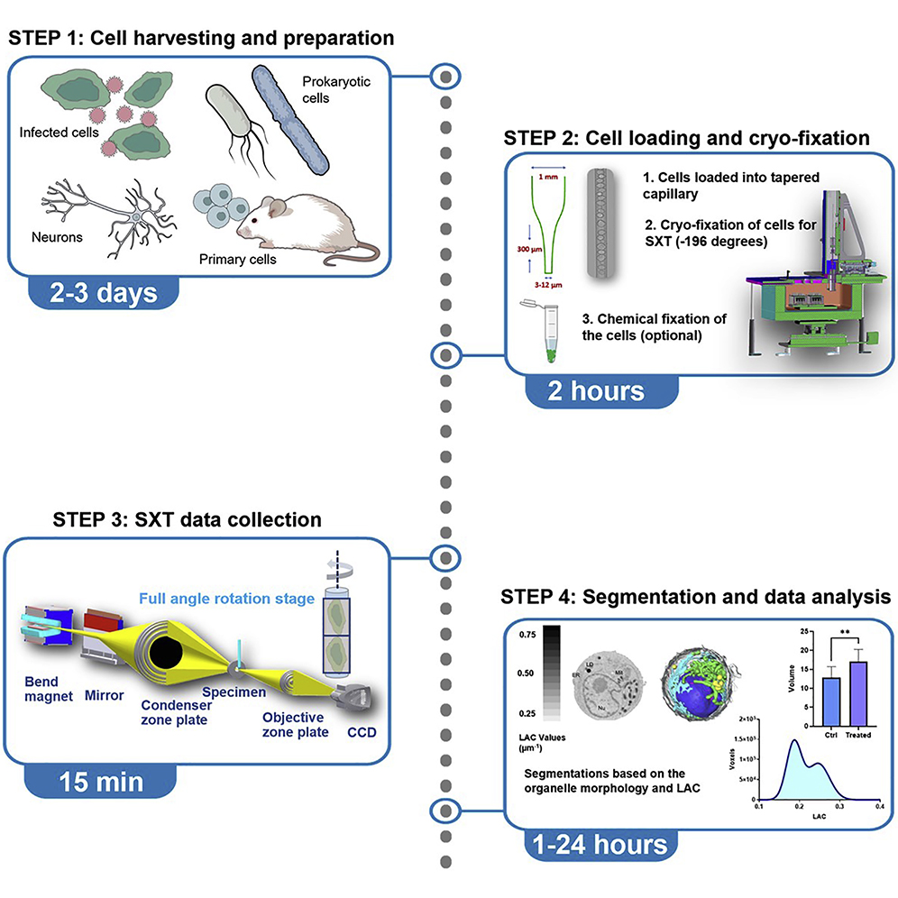 STARProtocols's tweet photo. Check out this #protocol for full-rotation #softXray #tomography of single cells by Dr. Venera Weinhardt @VWein4 @COSHeidelberg @HeidelbergU, detailing sample preparation, data acquisition, and segmentation of cellular organelles: https://t.co/CDJEpkmykj
Research @CellRepMethods https://t.co/vKwI8yAkdi