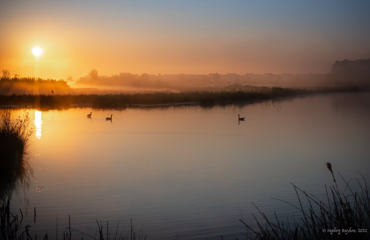 Ingeborg Ruyken tweet media