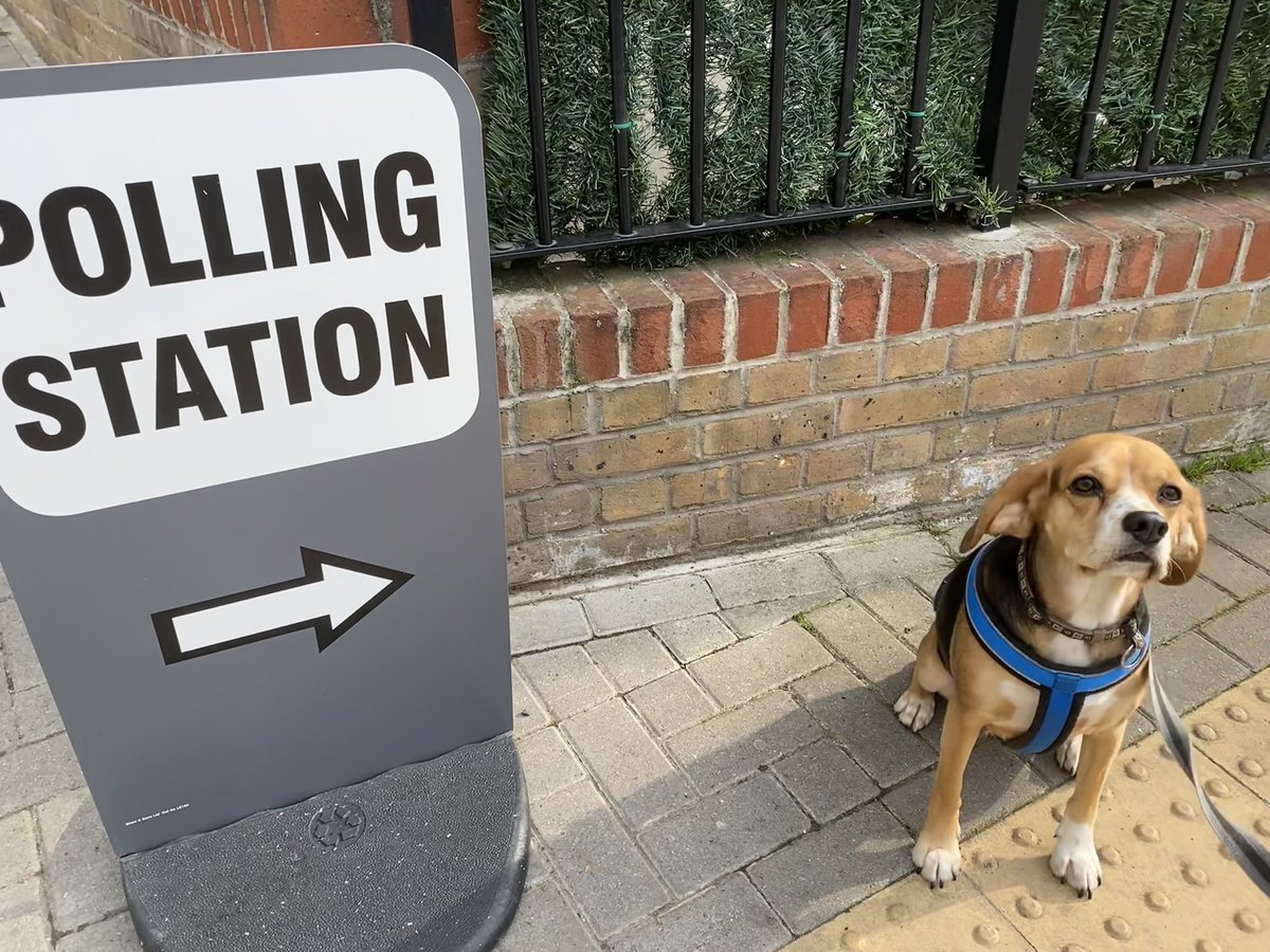 Halloumi’s first polling station visit. 

There were almost as many dogs at the Paxton Green polling station as people 🗳🦮 

#gipsyhill
#dogsatpollingstations