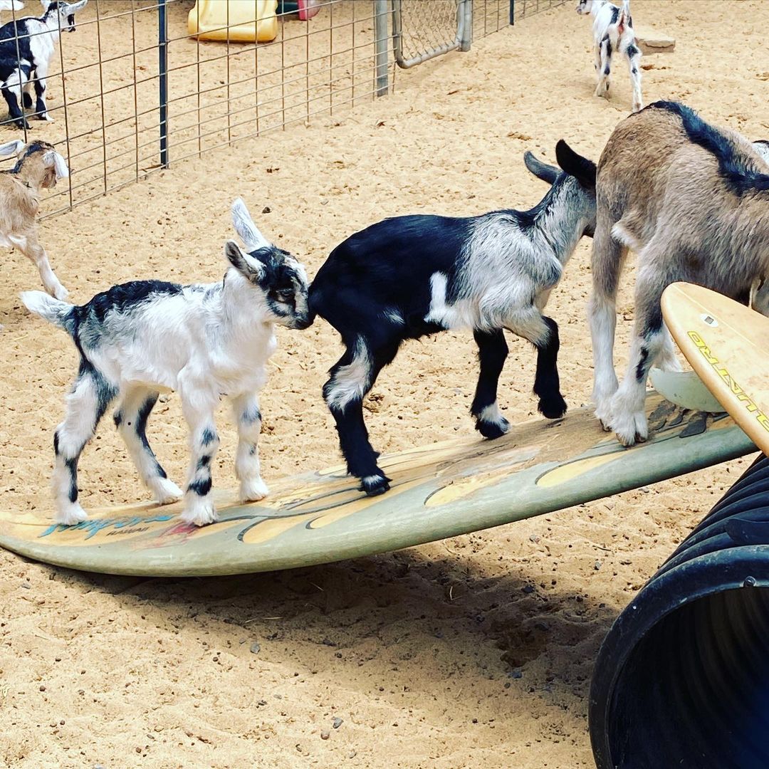 Surfing Goat Dairy tweet media