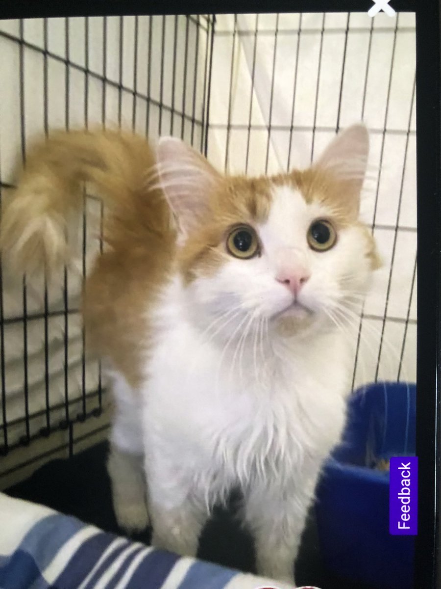 Maddlion007's tweet photo. Do I need a cat? 
Cat in question: https://t.co/P4msffHloE